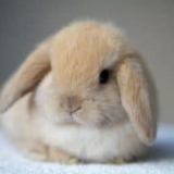 Sve o ukrasnim zečevima - mali crveno-bijeli s plavim očima